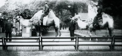 Kamele, geschmückt für die Friedensfeierlichkeiten, 19. Juli 1919 von Frederick William Bond